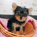 Cute and Adorable Teacup Yorkie Puppies For Adoption